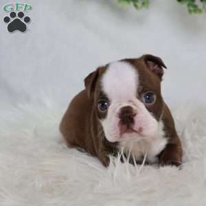 Buster, Boston Terrier Puppy